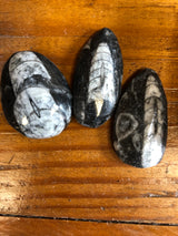 Orthoceras Fossil Polished Pieces