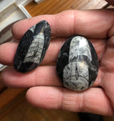 Orthoceras Fossil Polished Pieces