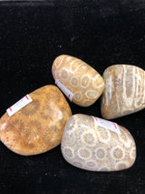 Tumbled Coral